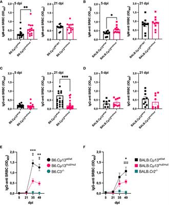 Endogenous complement-activating IgM is not required for primary antibody responses but promotes plasma cell differentiation and secondary antibody responses to a large particulate antigen in mice